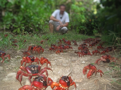 Ian Usher Christmas Island Crabs (Ian Usher)  CC BY-SA 
Infos zur Lizenz unter 'Bildquellennachweis'